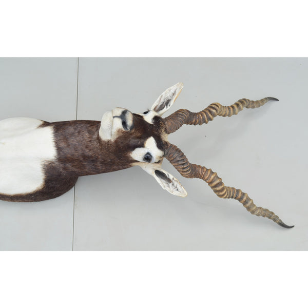 BLACKBUCK ANTELOPE Shoulder Mount - Huge Horns Taxidermy Hunting Decor