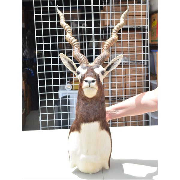 BLACKBUCK ANTELOPE Shoulder Mount - Huge Horns Taxidermy Hunting Decor
