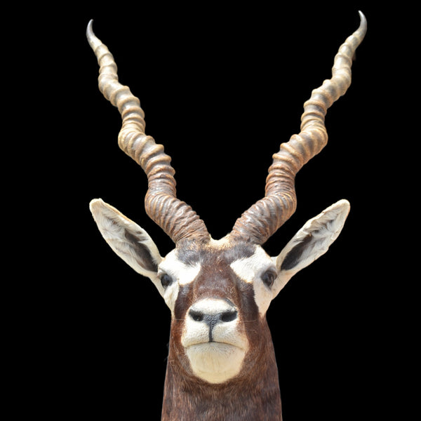 BLACKBUCK ANTELOPE Shoulder Mount - Huge Horns Taxidermy Hunting Decor