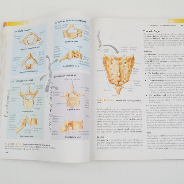 Essentials of Human Anatomy & Physiology by Elaine Marieb - 9th Edition with CD