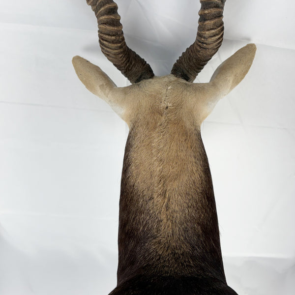 Blackbuck Antelope Shoulder Mount, Huge 20" Spiral Horns Taxidermy Hunting Decor