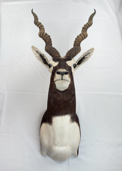 Blackbuck Antelope Shoulder Mount, Huge 20" Spiral Horns Taxidermy Hunting Decor