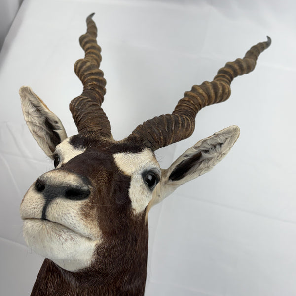 Blackbuck Antelope Shoulder Mount, Huge 20" Spiral Horns Taxidermy Hunting Decor