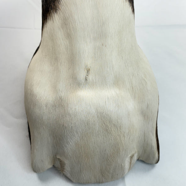 Blackbuck Antelope Shoulder Mount, Huge 20" Spiral Horns Taxidermy Hunting Decor