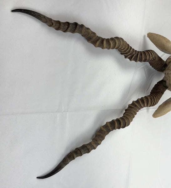 Blackbuck Antelope Shoulder Mount, Huge 20" Spiral Horns Taxidermy Hunting Decor