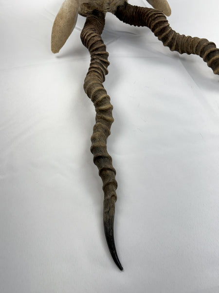 Blackbuck Antelope Shoulder Mount, Huge 20" Spiral Horns Taxidermy Hunting Decor