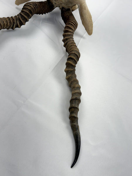 Blackbuck Antelope Shoulder Mount, Huge 20" Spiral Horns Taxidermy Hunting Decor