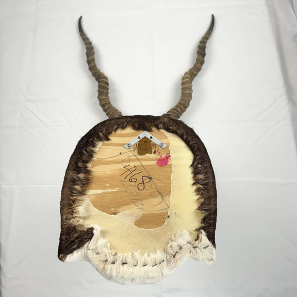Blackbuck Antelope Shoulder Mount, Huge 20" Spiral Horns Taxidermy Hunting Decor