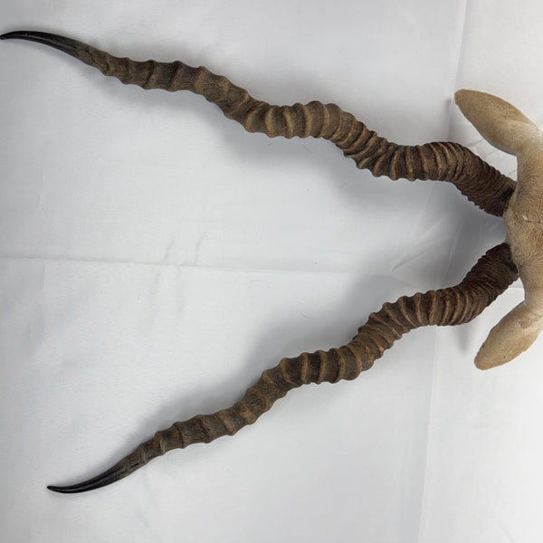 Blackbuck Antelope Shoulder Mount, Huge 20" Spiral Horns Taxidermy Hunting Decor
