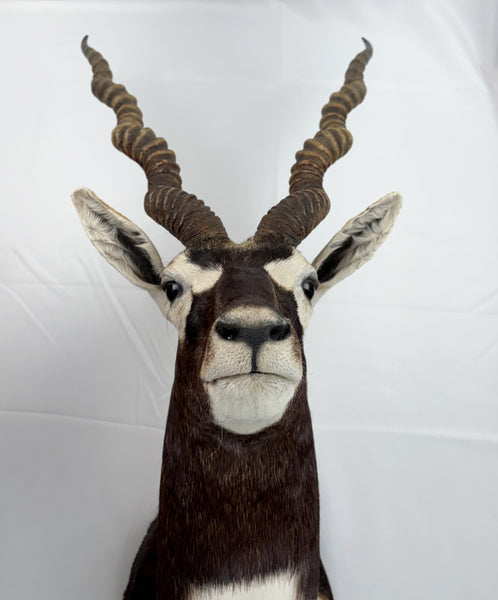 Blackbuck Antelope Shoulder Mount, Huge 20" Spiral Horns Taxidermy Hunting Decor