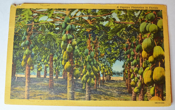 Florida Papaya Plantation - Posted from Palm Beach Military c.1945 Postcard