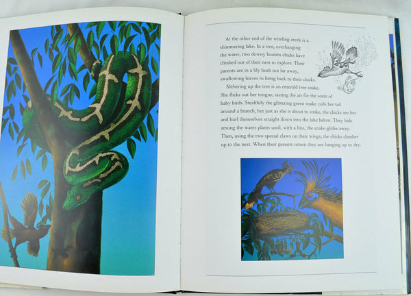 Jungle Days, Jungle Nights by Tanis Jordan and Martin Jordan (1993, Hardcover)