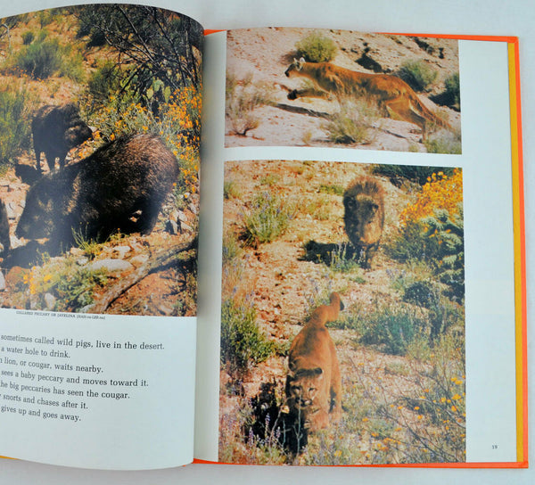 National Geographic: Wonders of the Desert World by Judith E. Rinard